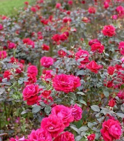 לינה וארוחת בוקר Chateau Belles Graves